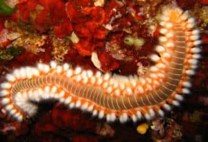 Bearded Fireworm, Hermodice carunculata