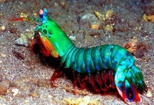 Mantis Shrimp, Odontodactylus scyllarus