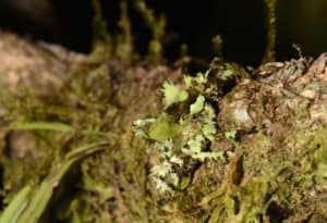 Lichen Katydid, Markia hystrix