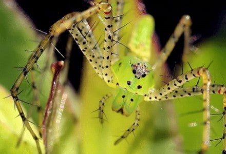 Green Lynx Spider, Peucetia viridans