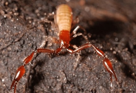 Yosemite Cave Pseudoscorpion, Parobisium yosemite