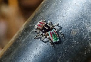 Peacock Spider, Maratus volans