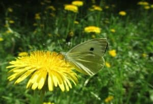 Cabbage White Butterfly, Pieris rapae