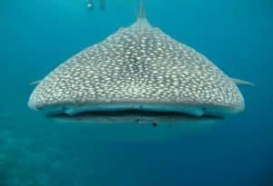 Whale Shark, Rhincodon typus