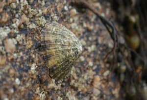 Limpet