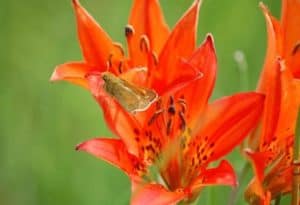 Dakota Skipper, Hesperia dacotae