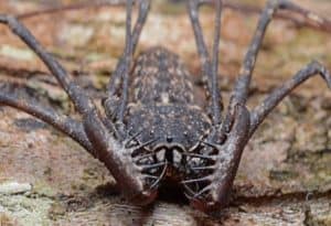 Tailless Whip Scorpion, Damon diadema