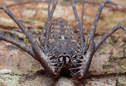 Tailless Whip Scorpion l Riveting - Our Breathing Planet