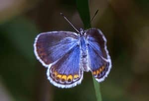 Karner Blue Butterfly, Plebejus melissa samuelis