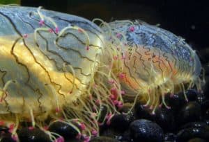 Flower Hat Jelltfish,Olindias formosus