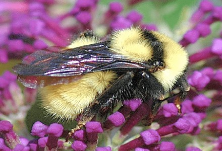 Golden Northern Bumblebee, Bombus fervidus
