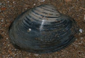 Ocean Quahog, Arctica islandica