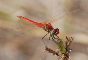 Red Veined Darter, Sympetrum fonscolombii