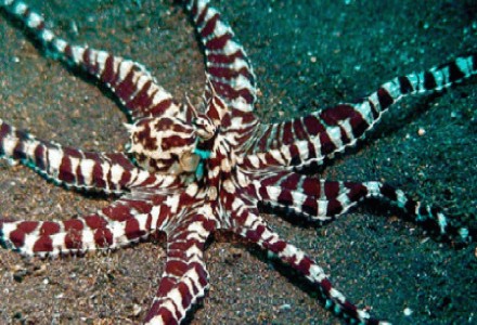 Mimic Octopus, Thaumoctopus mimicus