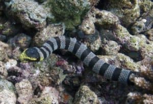 Black Banded Sea Krait, Laticauda semifasciata