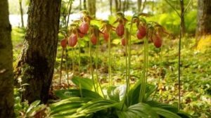 Lady's Slipper Orchid, Cypripedium calceolus