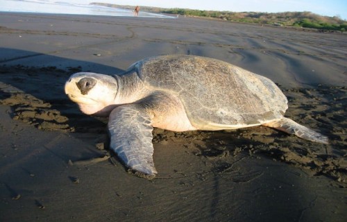 5 Phenomenal Sea Turtles