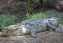 American Crocodile, Crocodylus acutus