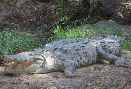 American Crocodile, Crocodylus acutus