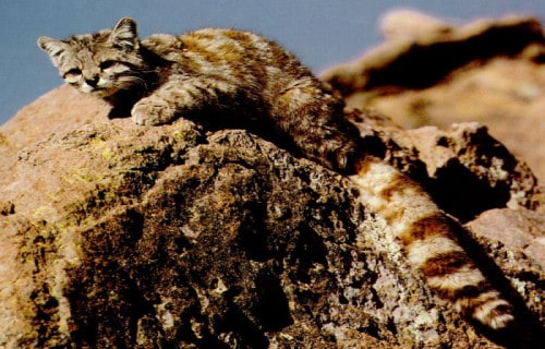 Andean Mountain Cat, Leopardus jacobita