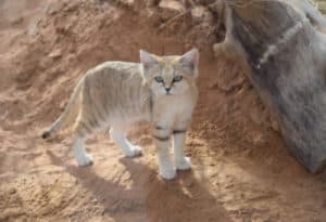 Arabian Sand Cat, Felis margarita