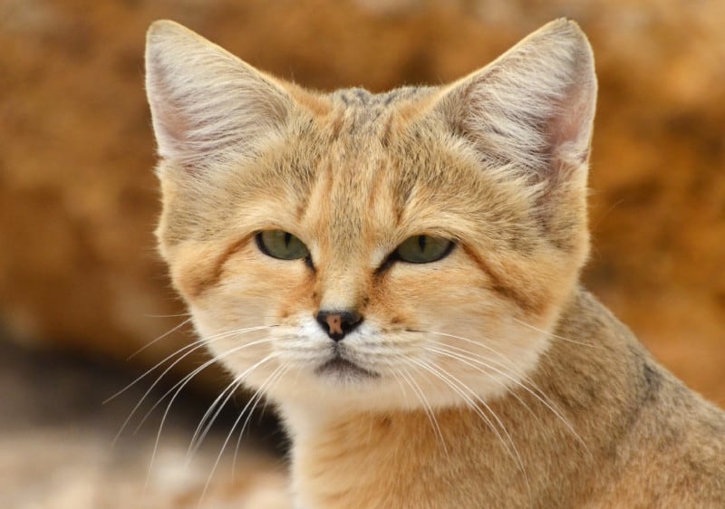 Arabian Sand Cat L Adorable Feline Our Breathing Planet