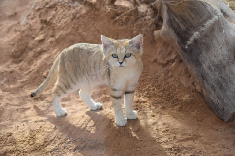 Arabian Sand Cat l Adorable Feline - Our Breathing Planet