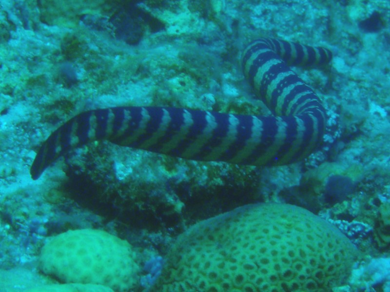 Black Banded Sea Krait, Laticauda semifasciata