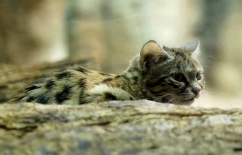 Black Footed Cat, Felis nigripes