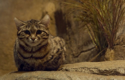 Black Footed Cat, Felis nigripes