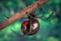 Black Widow, Latrodectus