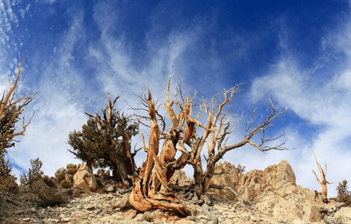 Bristlecone Pine