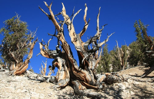 Bristlecone Pine