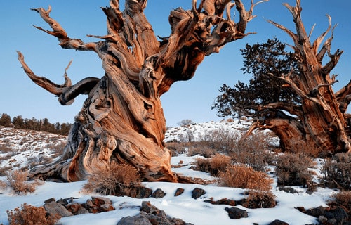 5 Sublime North American Trees