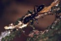 Bullet Ant, Paraponera clavata
