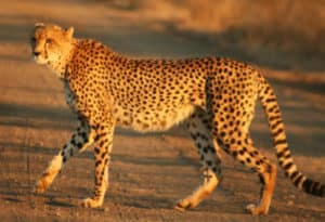 Cheetah, Acinonyx jubatus