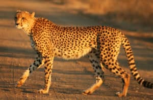 Cheetah, Acinonyx jubatus