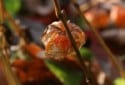 Chinese Lantern, Physalis alkekengi