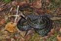 Common European Viper, Vipera berus