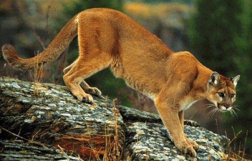 Cougar, Mountain Lion, Puma concolor