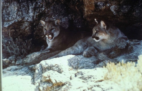 Cougar, Mountain Lion, Puma concolor