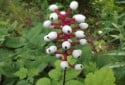 Doll's Eye, White Baneberry, Actaea pachypoda