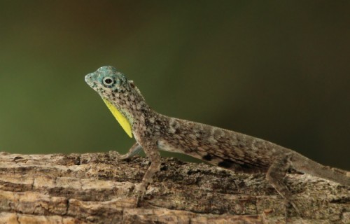 Astounding Lizards of the World