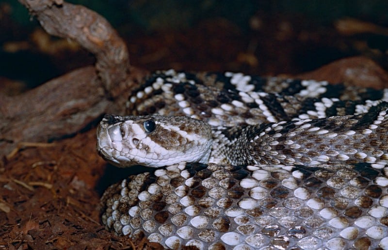 Eastern Diamondback Rattlesnake, Crotalus adamanteus