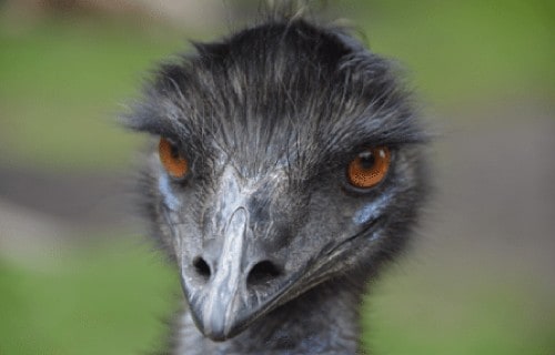 Emu, Dromaius novaehollandiae