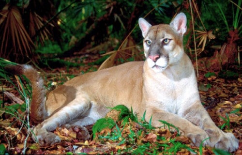 Florida Panther, Puma concolor coryi