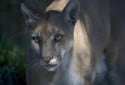 Florida Panther, Puma concolor coryi