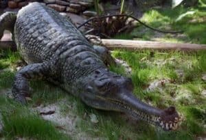 Gharial, Gavialis gangeticus