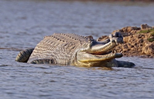 Gharial, Gavialis gangeticus