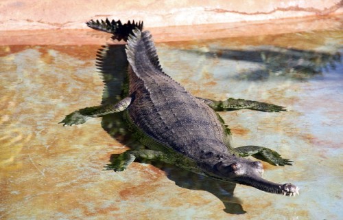 Gharial, Gavialis gangeticus